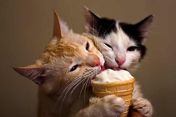 Все хотят мороженое :)